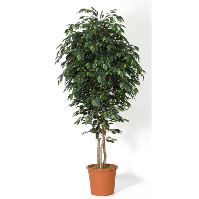 Ficus benjamini artificiale LEVANTA, tronchi naturali, verde, 275 cm - Made in Italy