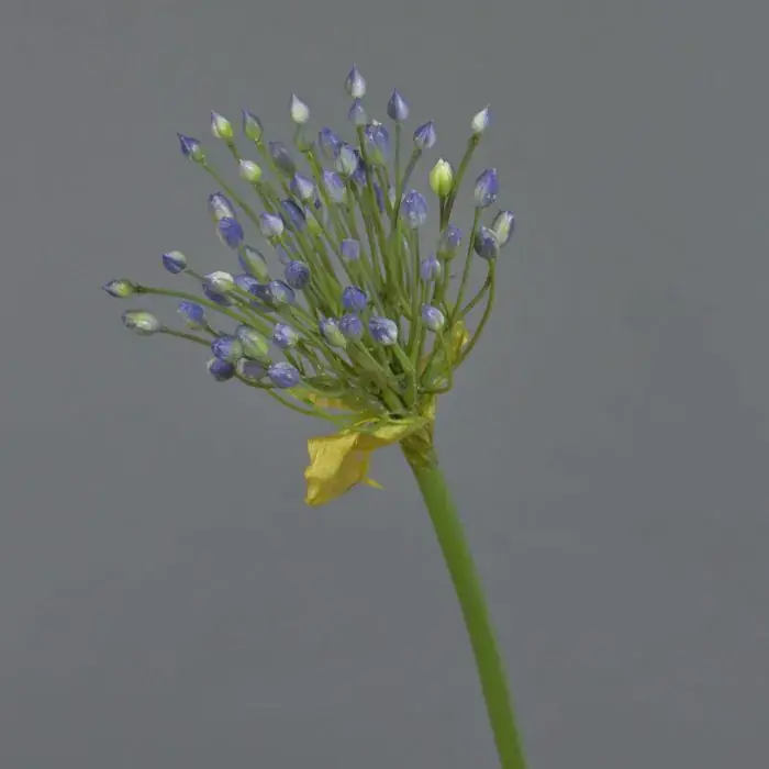 Allium artificiale KATYNA, blu, 70cm