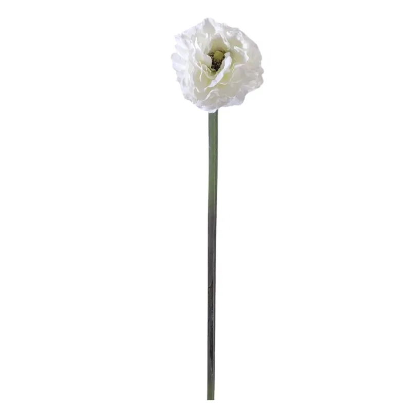 Ranuncolo a fiore grande