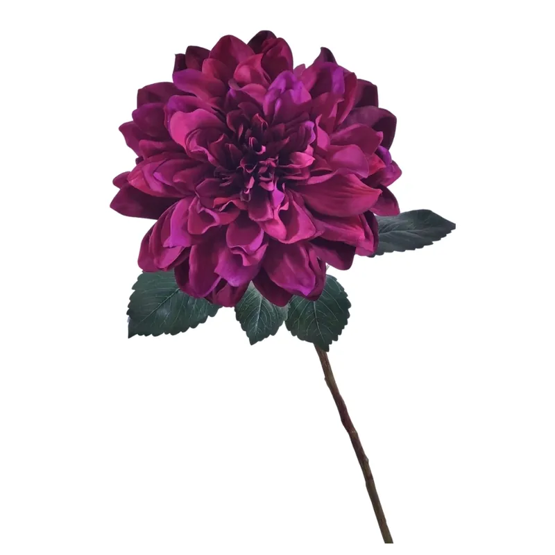 Dalia a fiore grande