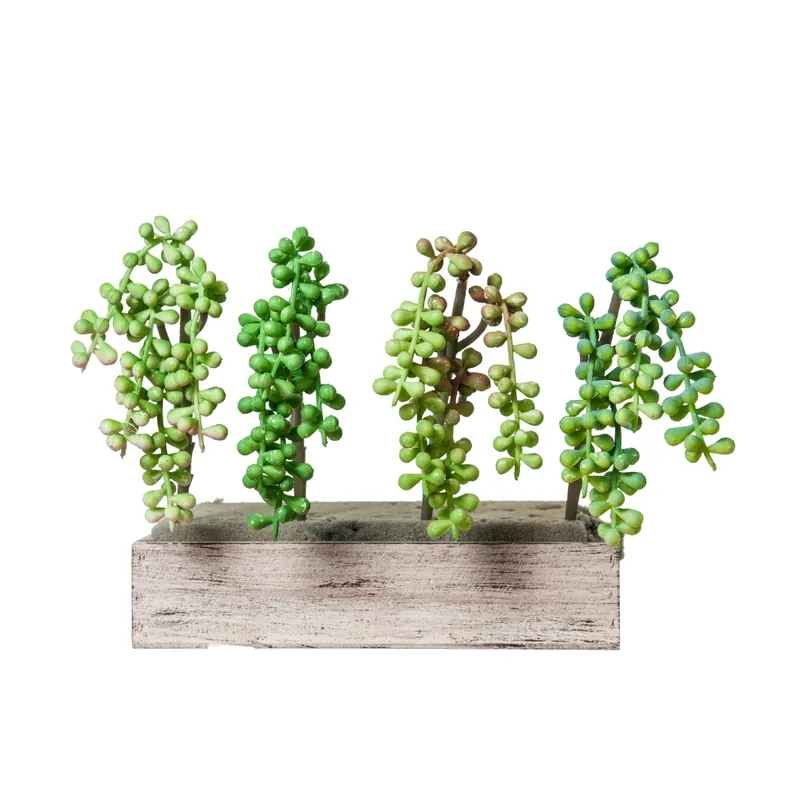 Pianta grassa succulenta