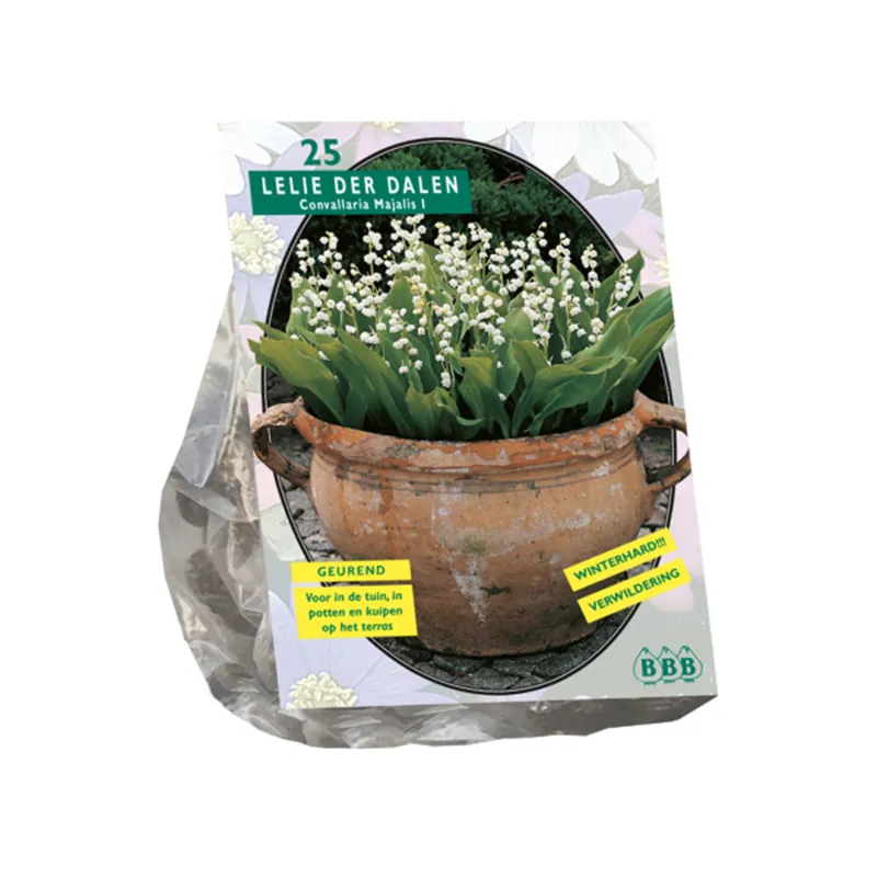 Convallaria Majalis per 15