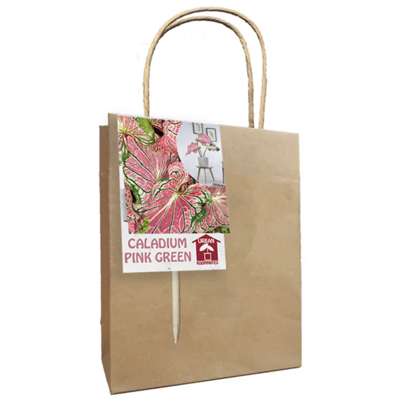 Caladium rosa e verde per 1